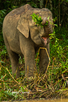 Saving the Pygmy Elephant