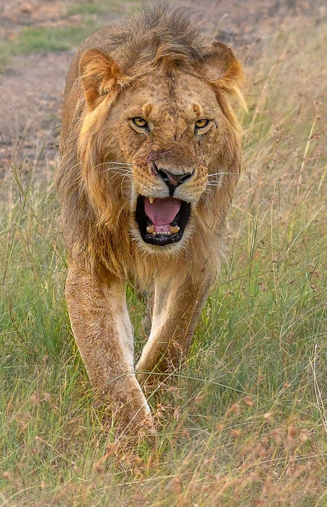 lionopenmouth